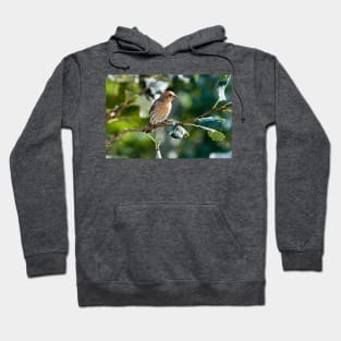 Sing to Me Hoodie